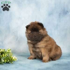 Asher, Chow Chow Puppy