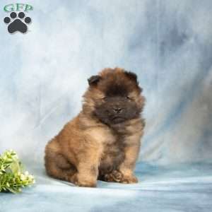 Asher, Chow Chow Puppy