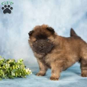 Asher, Chow Chow Puppy