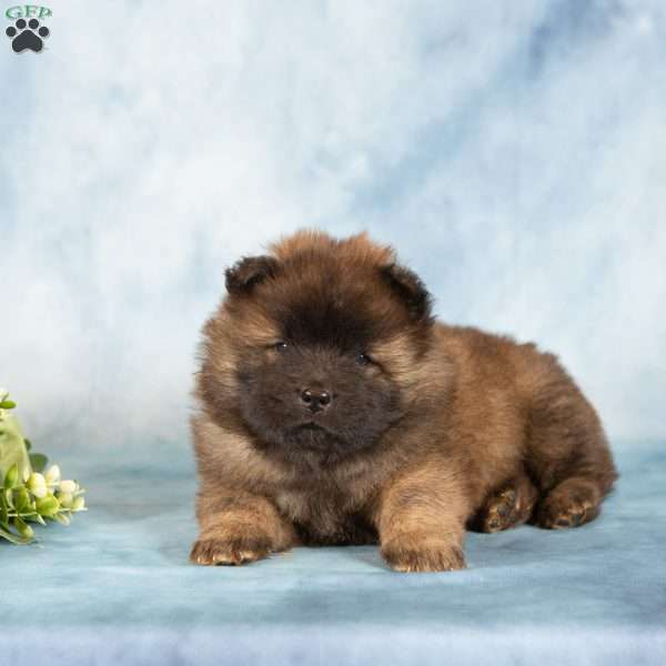 Asher, Chow Chow Puppy