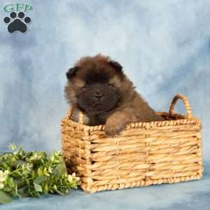 Asher, Chow Chow Puppy
