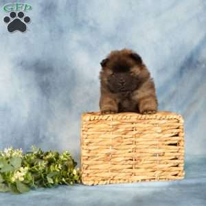 Asher, Chow Chow Puppy