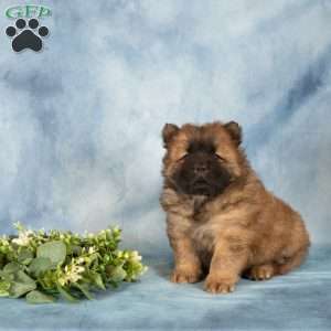 Austin, Chow Chow Puppy