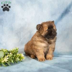 Austin, Chow Chow Puppy