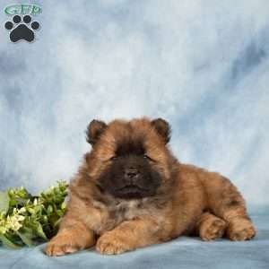 Austin, Chow Chow Puppy