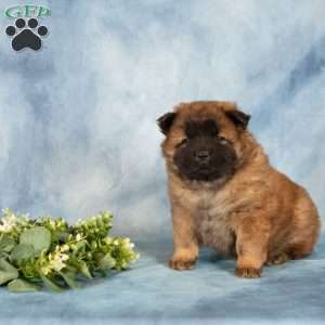 Angela, Chow Chow Puppy