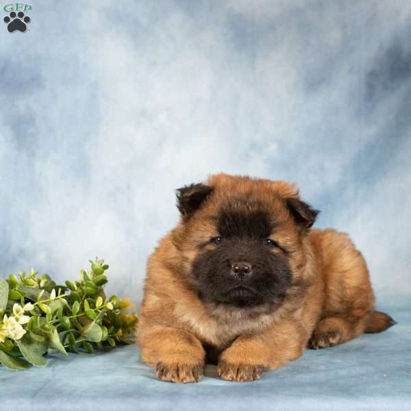 Angela, Chow Chow Puppy
