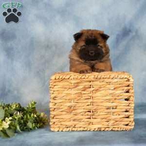 Angela, Chow Chow Puppy