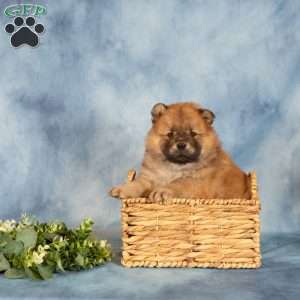 Anthony, Chow Chow Puppy