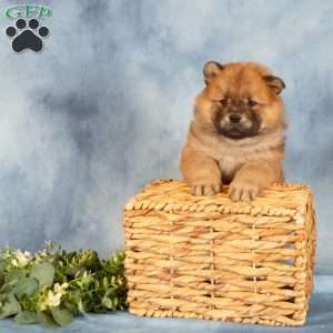 Anthony, Chow Chow Puppy