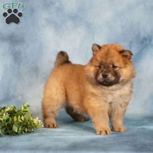 Anthony, Chow Chow Puppy