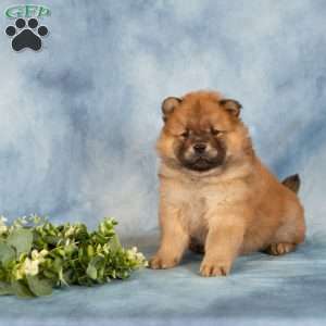 Anthony, Chow Chow Puppy