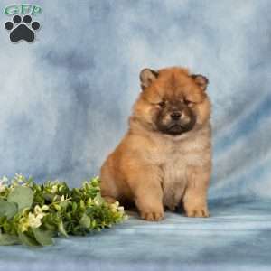 Anthony, Chow Chow Puppy