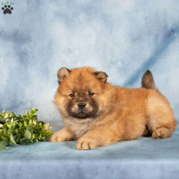Anthony, Chow Chow Puppy