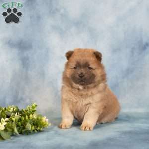 Ashley, Chow Chow Puppy