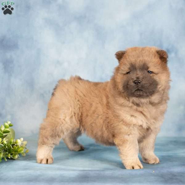 Ashley, Chow Chow Puppy