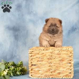 Ashley, Chow Chow Puppy