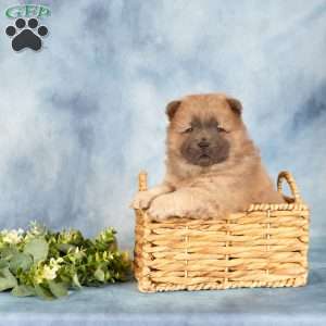 Ashley, Chow Chow Puppy