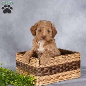 Trevor, Mini Labradoodle Puppy