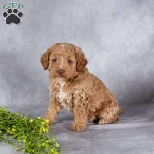 Trevor, Mini Labradoodle Puppy