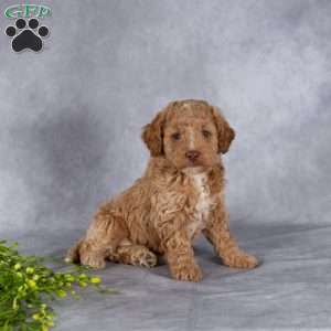 Trevor, Mini Labradoodle Puppy