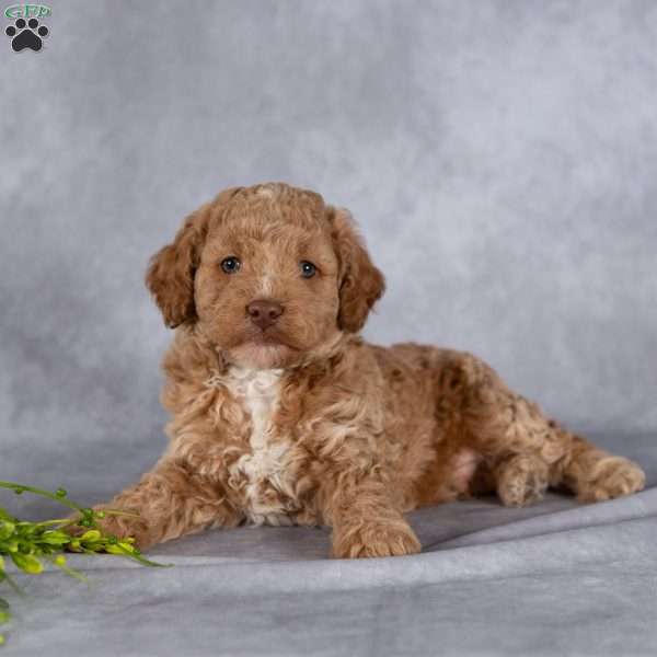 Trevor, Mini Labradoodle Puppy