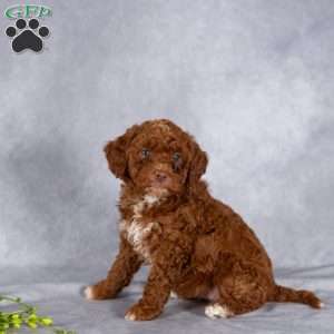 Twila, Mini Labradoodle Puppy