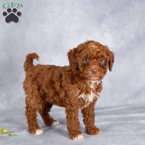 Twila, Mini Labradoodle Puppy