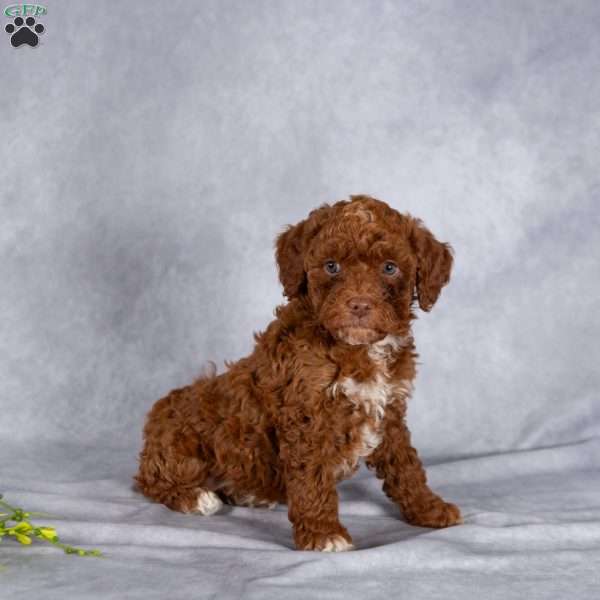 Twila, Mini Labradoodle Puppy