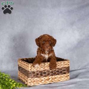 Twila, Mini Labradoodle Puppy