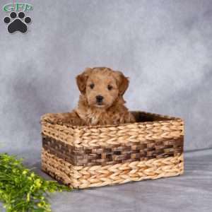 Trixy, Mini Labradoodle Puppy