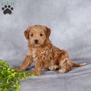 Trixy, Mini Labradoodle Puppy