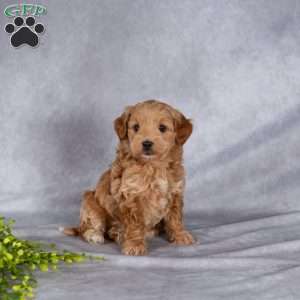 Trixy, Mini Labradoodle Puppy