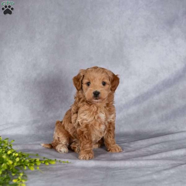 Trixy, Mini Labradoodle Puppy