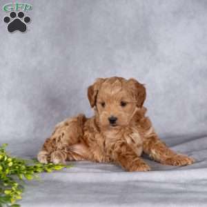 Trixy, Mini Labradoodle Puppy