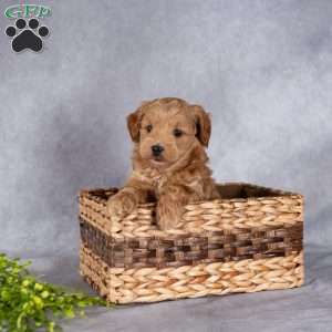 Trixy, Mini Labradoodle Puppy