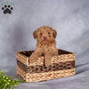 Tori, Mini Labradoodle Puppy