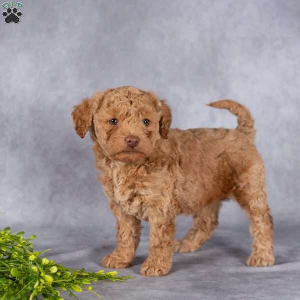 Tori, Mini Labradoodle Puppy