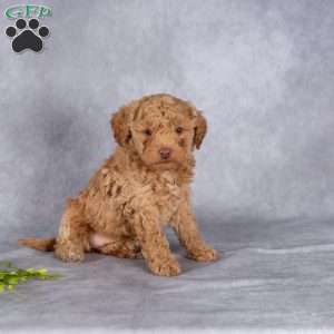 Tori, Mini Labradoodle Puppy