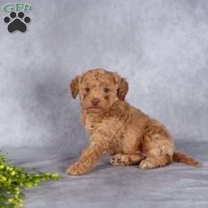 Tori, Mini Labradoodle Puppy