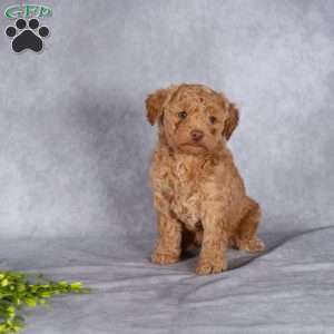 Tori, Mini Labradoodle Puppy