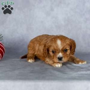 Cody, Cavalier King Charles Spaniel Puppy