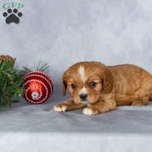 Cody, Cavalier King Charles Spaniel Puppy