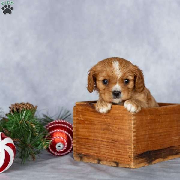Cody, Cavalier King Charles Spaniel Puppy