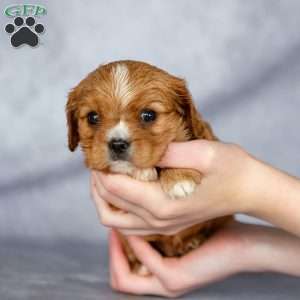 Cody, Cavalier King Charles Spaniel Puppy