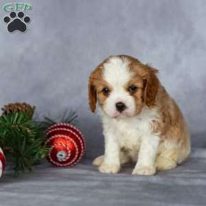 Casper, Cavalier King Charles Spaniel Puppy