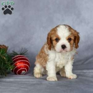 Casper, Cavalier King Charles Spaniel Puppy