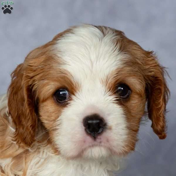 Casper, Cavalier King Charles Spaniel Puppy