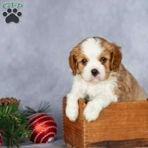 Casper, Cavalier King Charles Spaniel Puppy