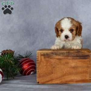 Casper, Cavalier King Charles Spaniel Puppy